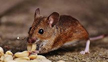 24 Hour & Emergency Exterminators in Berkshire Heights, PA